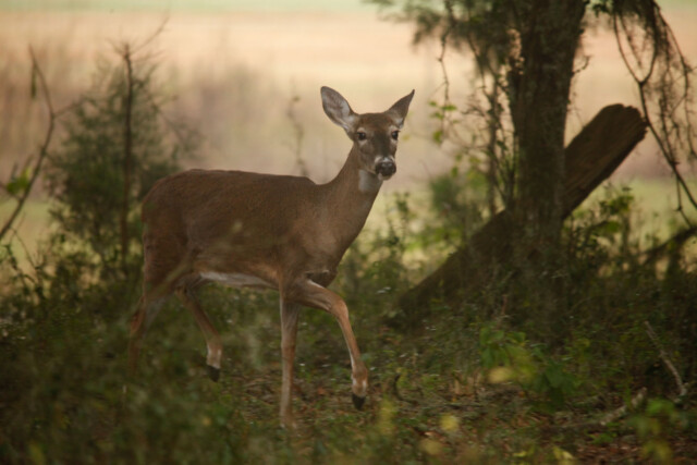 Toneys-Place-Wildlife-Deer